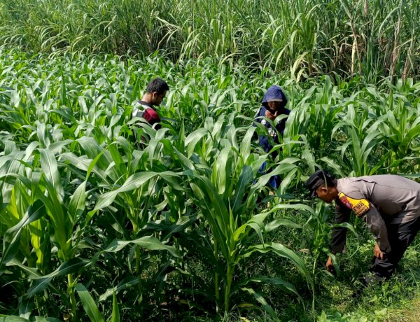 Polisi dan Petani Tingkatkan Program Swasembada Jagung, Pantau Lahan Jagung Desa Kedungsukodani