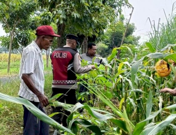 Polsek Krian Dukung Ketahanan Pangan Lewat Jagung