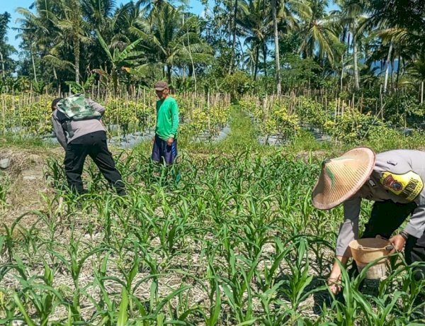 Polres Lumajang Terjunkan Personel Penggerak Ketahanan Pangan Dampingi Warga Tani