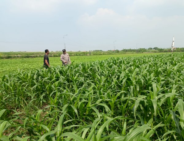 Maksimalkan Hasil Panen, Bhabinkamtibmas Polsek Wonoayu dan Petani Pantau Perkembangan Tanaman Jagung