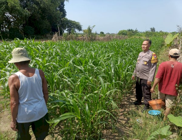 Dukung Swasembada Pangan, Polsek Porong Monitoring Lahan Jagung Warga