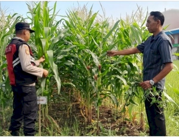Bhabinkamtibmas Desa Keboharan Optimalkan Ketahanan Pangan Lahan Jagung