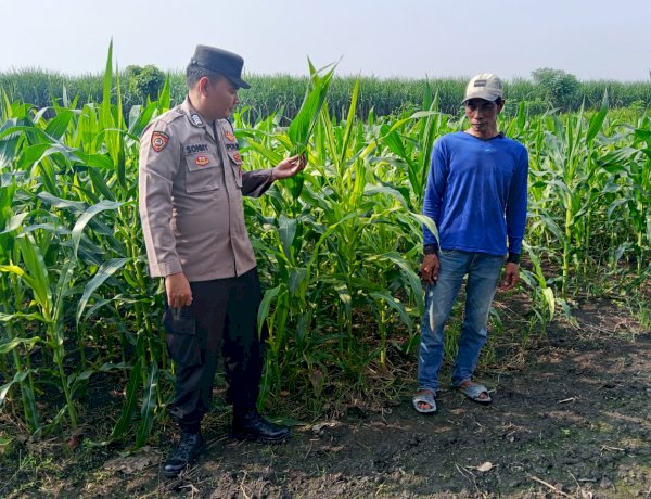 Polsek Krembung Dampingi Petani Kembangkan Lahan Jagung untuk Swasembada Pangan