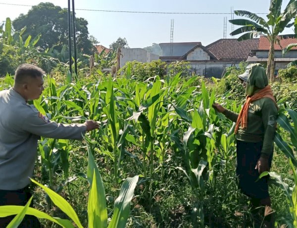 Siap Topang Swasembada Pangan Polsek Porong Bersama Petani Pantau Perkembangan Tanaman Jagung