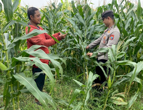 Polsek Tarik Patroli Lahan Jagung, Perkuat Ketahanan Pangan Nasional dan Swasembada Pangan di Sidoarjo