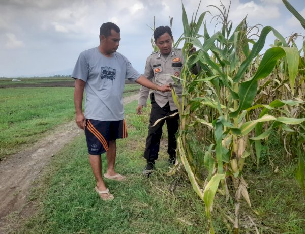 Bhabinkamtibmas Desa Bulang Pantau Tanaman Jagung, Dukung Ketahanan Pangan Nasional di Kabupaten Sidoarjo