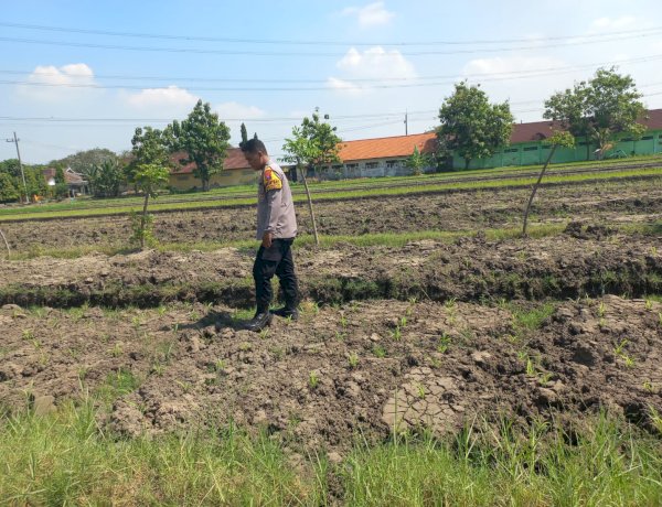 Bhabinkamtibmas Wonoayu Ajak Petani Optimalkan Lahan Jagung