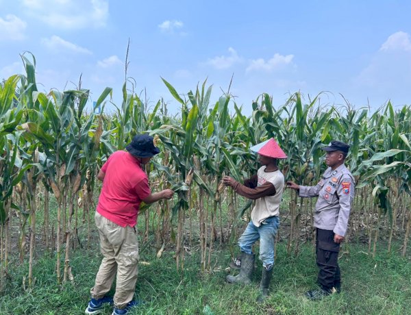 Polisi dan Petani Optimalkan Lahan Jagung di Prambon Demi Dukung Ketahanan Pangan