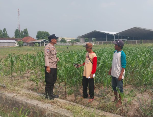 Motivasi Petani Desa Lebo, Polisi Pastikan Perkembangan Jagung Penuhi Swasembada Pangan