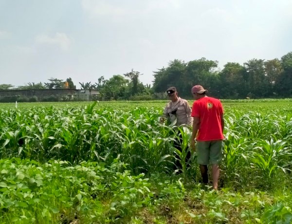 Bhabinkamtibmas Polsek Wonoayu Cek Tanaman Jagung di Desa Mulyodadi, Dukung Ketahanan Pangan Nasional