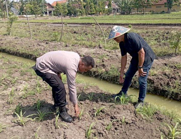 Bhabinkamtibmas Polsek Wonoayu Tinjau Lahan Jagung P2B di Desa Popoh, Dukung Swasembada Pangan Nasional