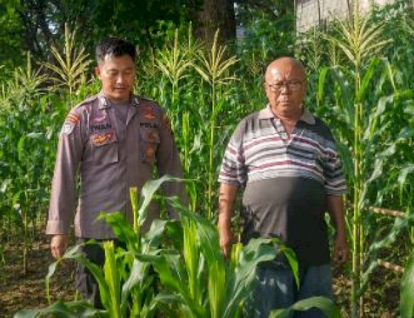 Dukung Swasembada Pangan Nasional, Bhabinkamtibmas Polsek Jabon Pantau Perkembangan Jagung di Desa Trompoasri