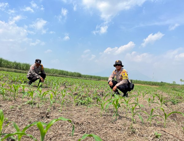 Polsek Krembung Kawal Program P2B di Desa Kandangan untuk Wujudkan Swasembada Pangan