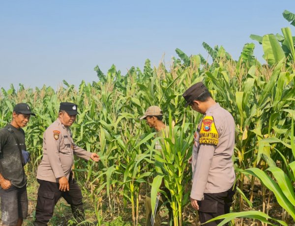Bhabinkamtibmas Polsek Candi Intensif Dampingi Petani, Pastikan Tanaman Jagung Tumbuh Optimal