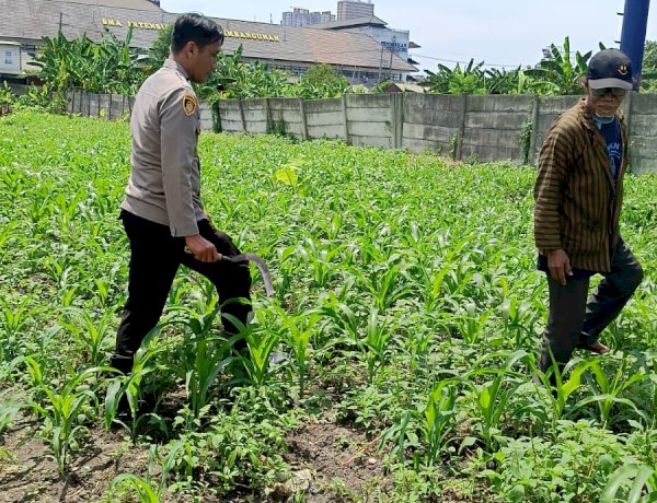 Polresta Sidoarjo Perkuat Gerakan Swasembada Pangan, Polsek Waru Dampingi Petani Jagung Demi Panen Maksimal