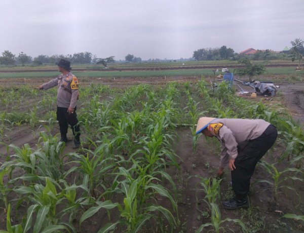 Polisi dan Petani Bersinergi, Polsek Krembung Optimalkan Jagung Hibrida untuk Perkuat Ketahanan Pangan Nasional