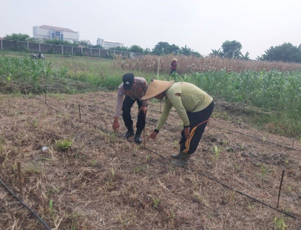 Polisi Dampingi Petani Desa Lebo, Pertumbuhan Jagung Dipantau Demi Swasembada Pangan