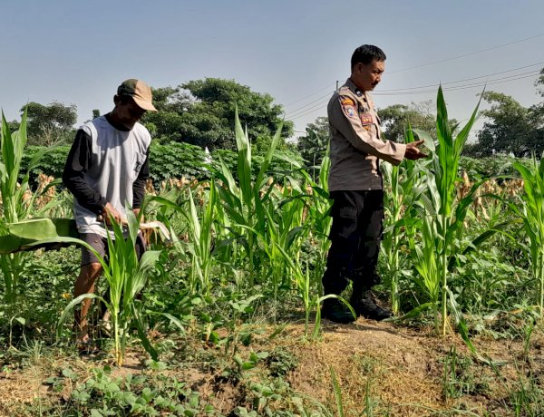 Polsek Krian Perkuat Pendampingan Petani, Pertumbuhan Jagung di Desa Jatikalang Terus Dipantau