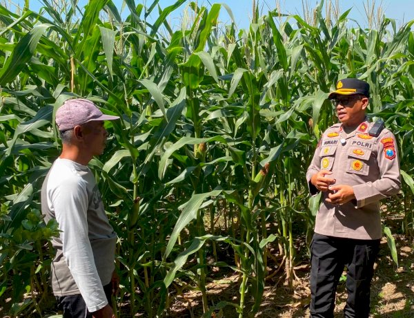 Dukung Swasembada Pangan, Kapolsek Balongbendo Cek Lahan Jagung Hibrida Siap Panen
