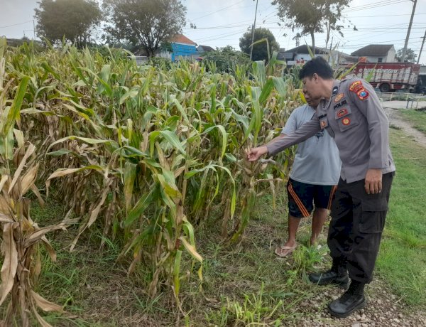 Polsek Prambon Pantau Tanaman Jagung, Dukung dalam Mewujudkan Ketahanan Pangan