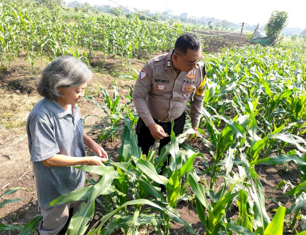 Polsek Taman Patroli Lahan Jagung di Sidoarjo, Pastikan Program Ketahanan Pangan Berjalan Optimal