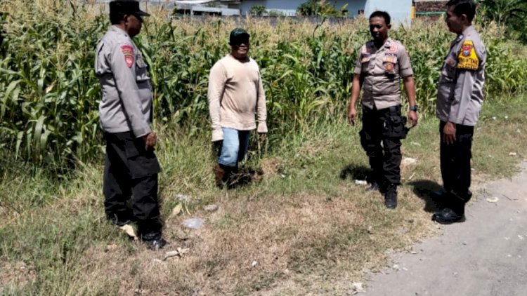 Polsek-Tulangan-Tinjau-Lahan-Jagung-di-Desa-Kajeksan,-Dukung-Swasembada-Pangan