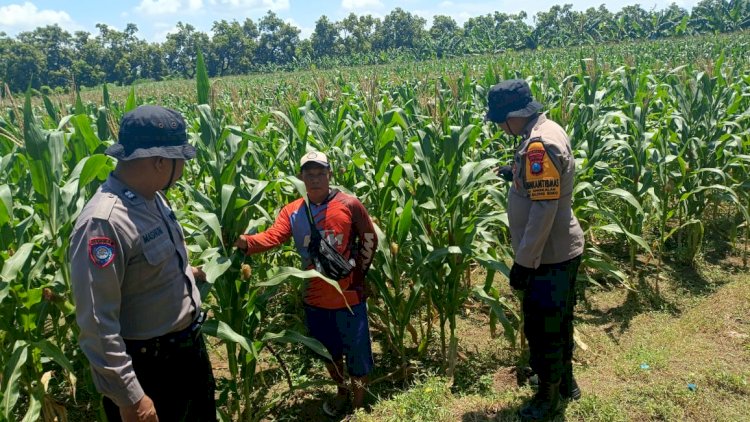 Dukung-Ketahanan-Pangan,-Polsek-Balongbendo-bersama-Petani-Optimalkan-Tanaman-Jagung