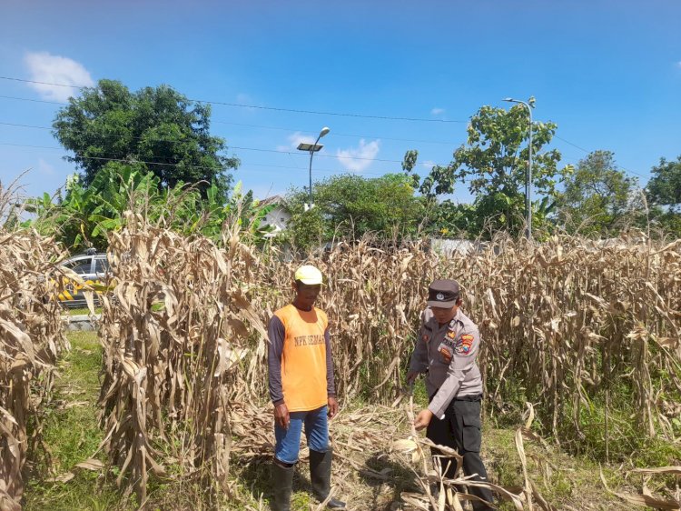 Polisi Pantau Pertumbuhan Jagung, Dukung Ketahanan Pangan di Kecamatan Prambon
