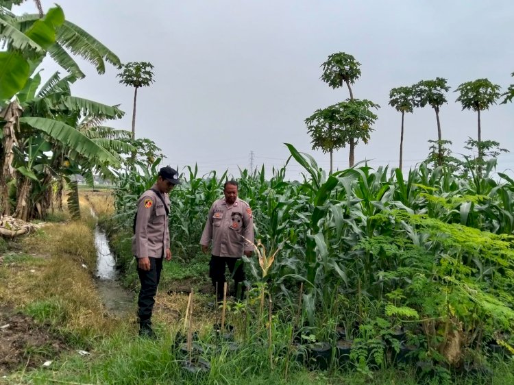 Polsek Jabon Pantau Jagung Trompoasri, Petani Bersiap Masuki Tahap Pemupukan