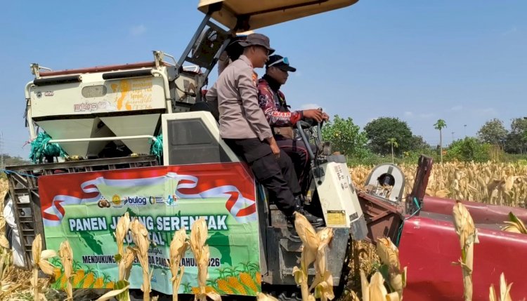 Polsek Taman Bersama Petani Panen 13 Ton Jagung, Dongkrak Upaya Ketahanan Pangan